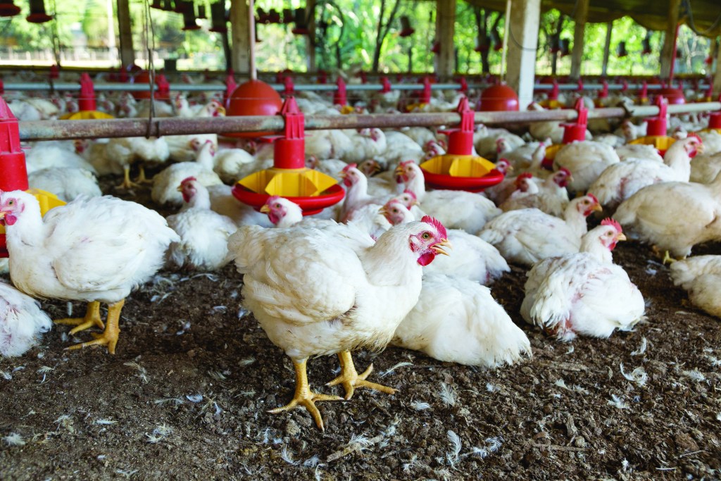Argentina: impulsan proyecto para la producción de compost con residuos ...